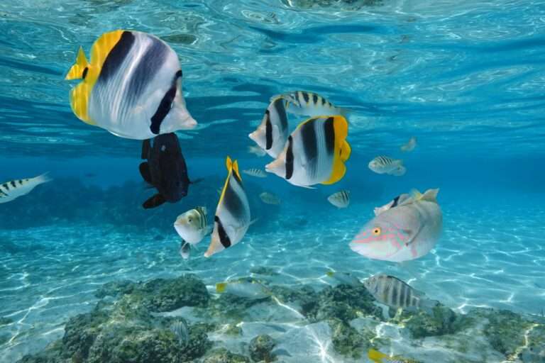 Moorea Island, French Polynesia