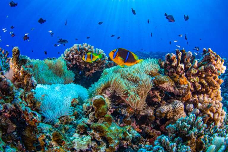 Motu Tapu, French Polynesia