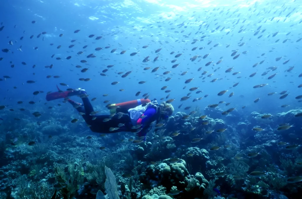 grenadines plongee recif corallien